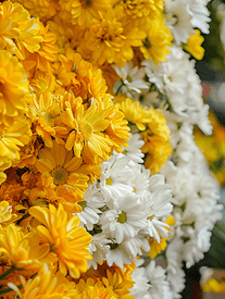 前往泰国曼谷市场上的花束中的白色和黄色花朵