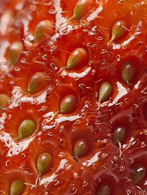 草莓纹理背景的宏观照片