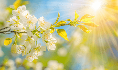 阳光明媚的日子蓝天春卡上盛开的樱花枝