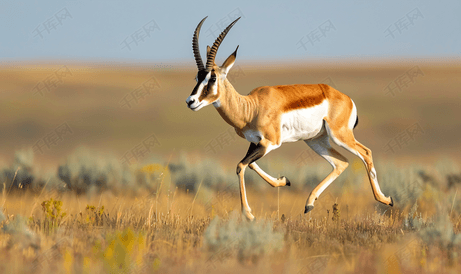 叉角羚羊奔跑