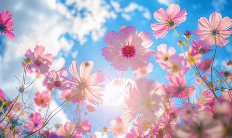 粉红色的花朵和明亮的夏日天空