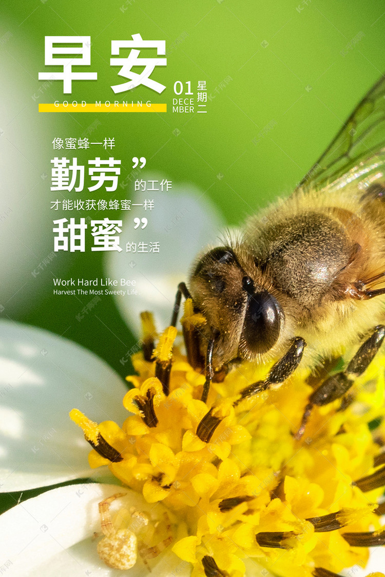 早安语录蜜蜂绿色黄色简约摄影图海报