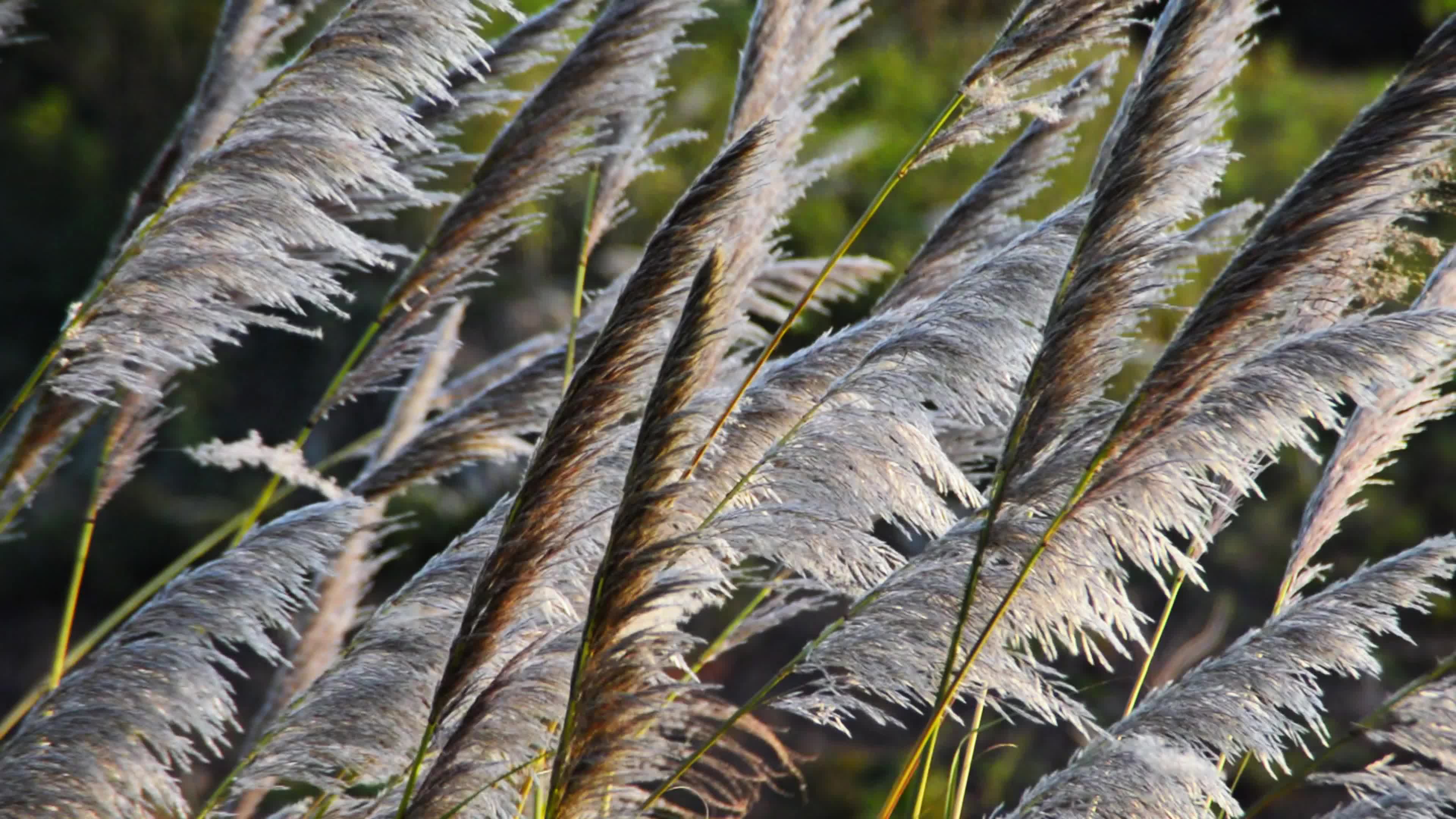 实拍芦苇丛芦苇草芦苇视频视频实拍视频特效素材