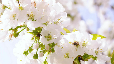 4k春天立春花朵盛开蜜蜂采蜜实拍视频实拍