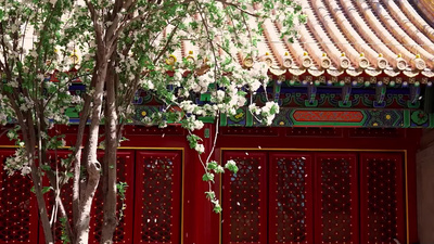 4k春天故宫花朵植物红色建筑自热风景实拍实拍视频素材