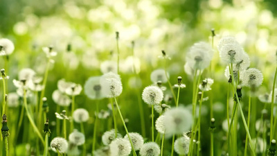 4k春天春季蒲公英植物自热风景实拍视频实拍