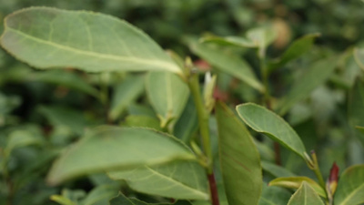 苏州碧螺春茶园采茶实拍视频实拍视频素材
