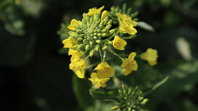 春天的油菜花和蜜蜂实拍视频视频实拍