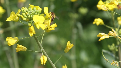 春天的油菜花和蜜蜂实拍视频视频实拍