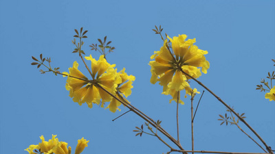 盛开的黄花风铃木特写实拍视频素材
