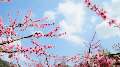 4K自然春日桃花林粉色花枝蓝天微距特写实实拍视频素材