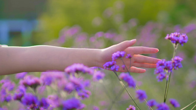 春季唯美美女手摸紫色薰衣草花朵花海实拍视频实拍