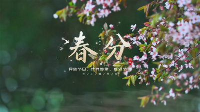 春分节气实拍结合文案AE模版视频素材