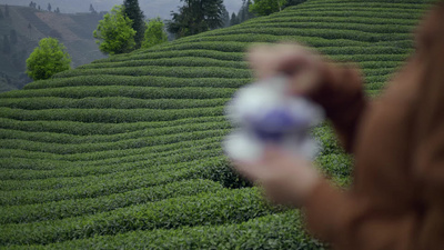 春天实拍视频素材自然春季茶园泡茶美女品茶实拍实拍视频素材