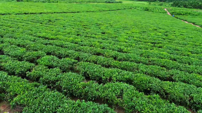 海南白沙县茶园绿色茶山茶叶特写实拍素材