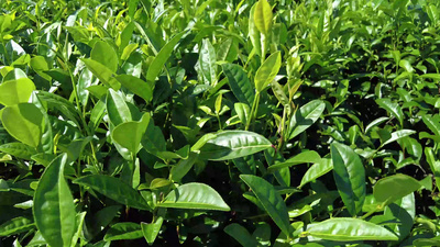 海南实拍视频素材海南白沙县茶园茶山茶叶茶树实拍视频素材