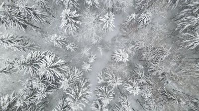 4k航拍冬日冬季森林大雪覆盖雪景实拍素材