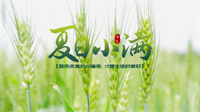 二十四节气之小满片头AE模板视频素材