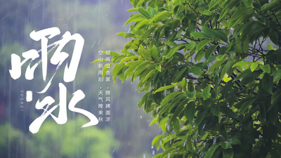 立春雨水春季节气ae模板视频