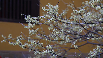 苏州西园寺的梅花花卉花树实拍视频素材