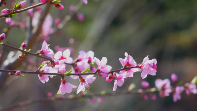 春季桃花盛开户外自然风景粉色实拍视频素材