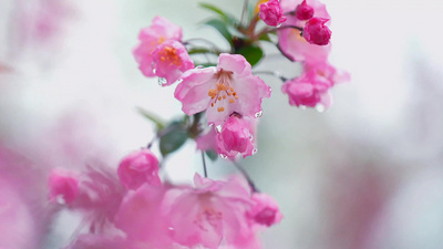樱花实拍视频素材唯美粉色垂丝海棠樱花满树鲜花美丽实拍素材