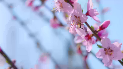 春天实拍视频素材春天桃花盛开蜜蜂采蜜溪水香浦视频实拍