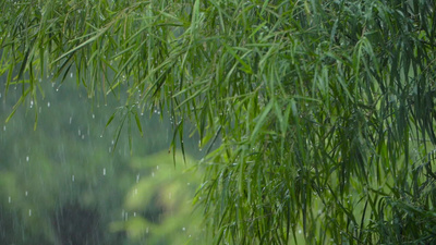 实拍视频素材清明节下雨春雨雨水竹林唯美意境实拍视频素材