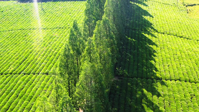 汽车穿梭在春天的茶园水杉树中间视频实拍