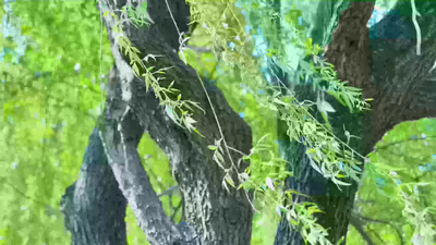 春天实拍视频素材公园春天美景春暖花开柳树飘动视频实拍