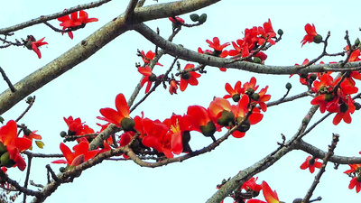 春天花卉春天木棉花开视频实拍