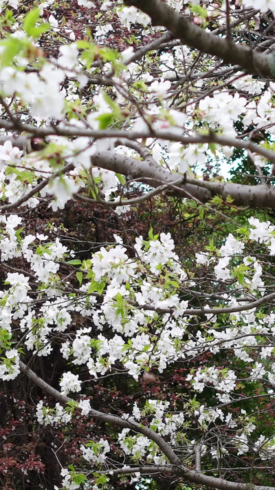 竖屏航拍春天樱花盛开升格慢动作实拍视频实拍