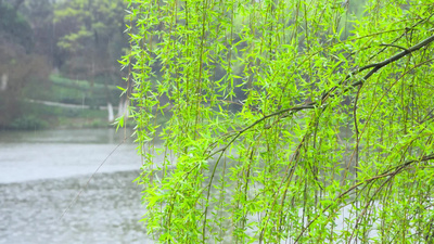 清明节江南春雨雨滴柳树枝条绿叶春意盎然实拍视频素材