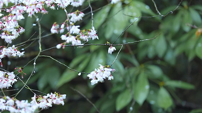 春天春季春雨樱花桃花开花花朵盛开实拍素材