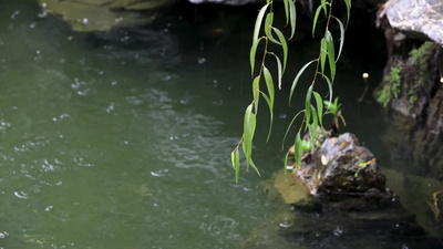 春雨下雨雨滴池水垂柳枝头树叶绿叶岸石实拍视频素材
