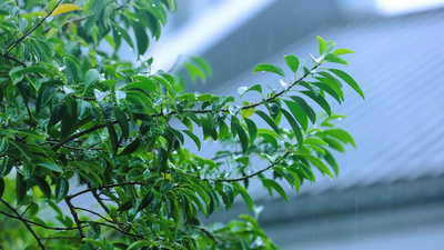 春天春雨下雨雨滴雨水雨后枝叶树叶绿叶实拍视频素材