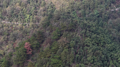 秋天森岭枯黄植物树枝树叶航拍自然风光实拍视频素材