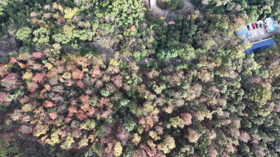 秋天枯黄树枝树叶植物航拍实拍视频素材