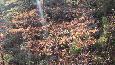 秋天枯黄树枝树叶植物航拍实拍素材