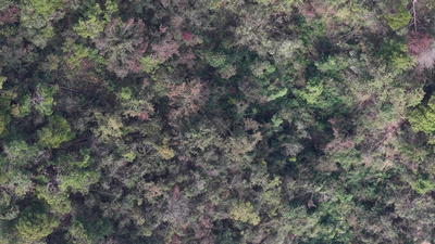 秋天森岭枯黄植物树枝树叶航拍自然风光实拍视频素材