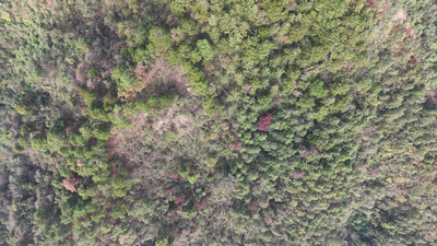秋天森岭枯黄植物树枝树叶航拍自然风光实拍视频素材