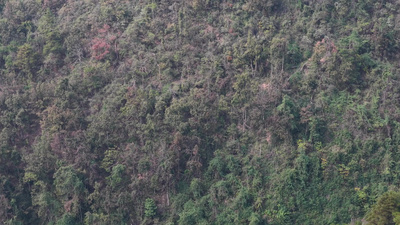 秋天森岭枯黄植物树枝树叶航拍自然风光实拍素材