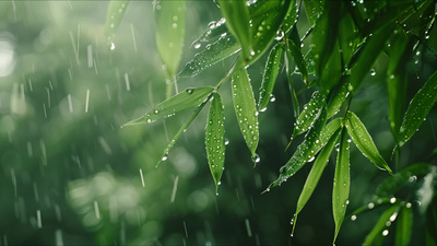 夏日雨中的树枝绿叶雨水下雨绿植