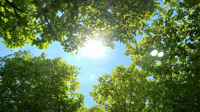 仰拍视角树林天空视频空镜实拍视频素材