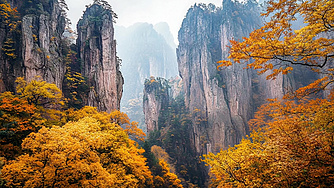 深山老林-livekong来悟空