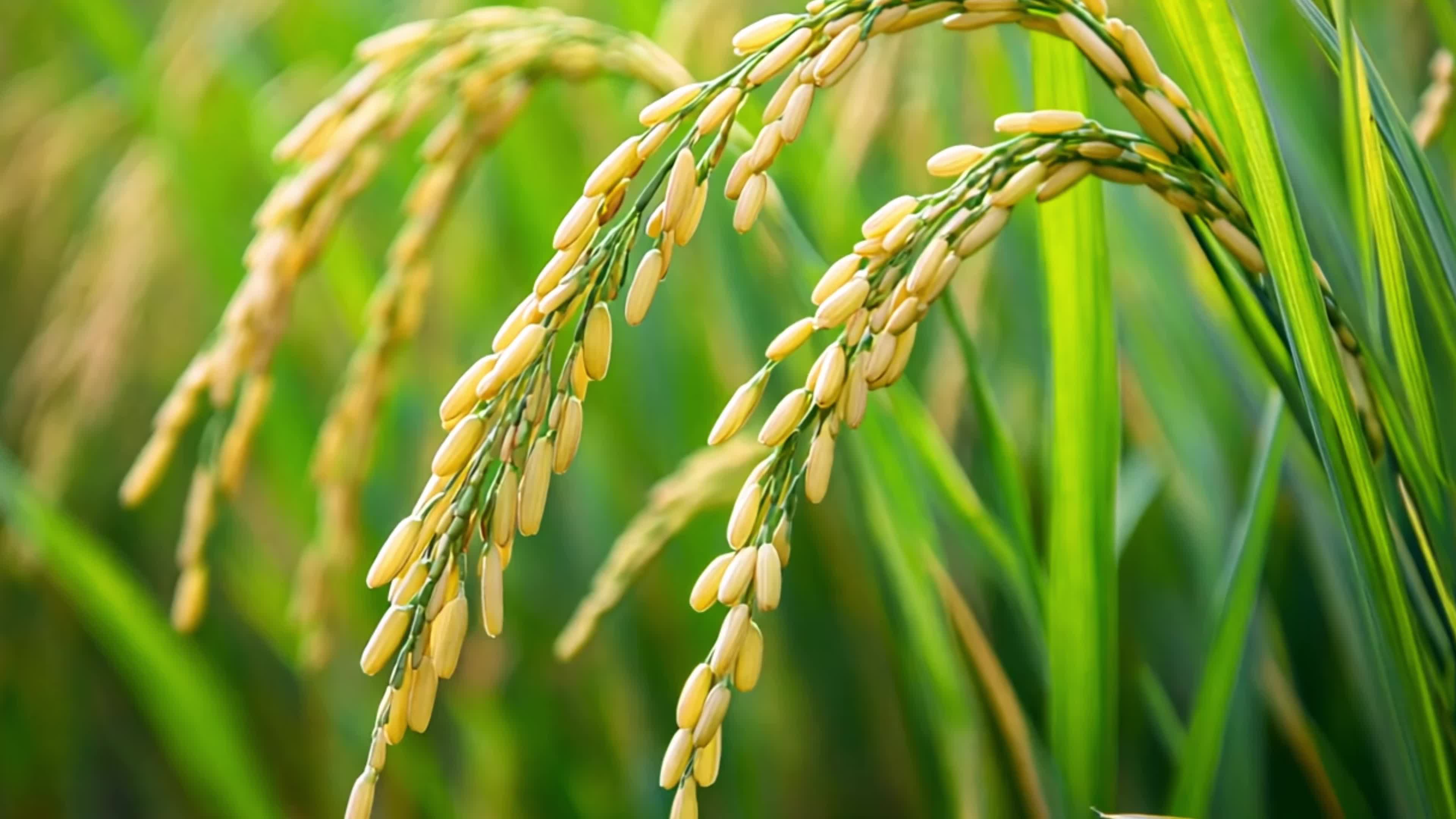 4k丰收季节稻谷水稻特写实拍视频素材视频特效素材
