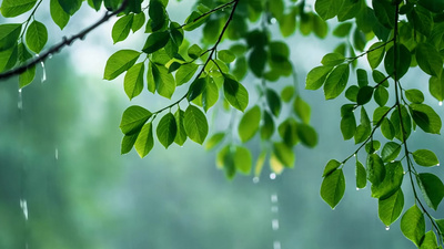 4k春天谷雨雨水风景素材素材
