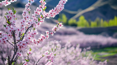 4K自然风景春天桃花实拍视频素材