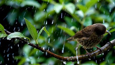 春天实拍视频素材春天立春万物生长雨水下雨视频实拍