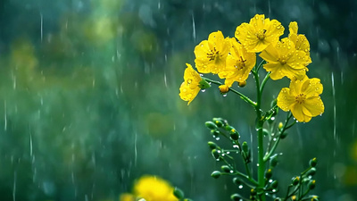 春天实拍视频素材4k春天清明时节下雨风景素材实拍视频素材